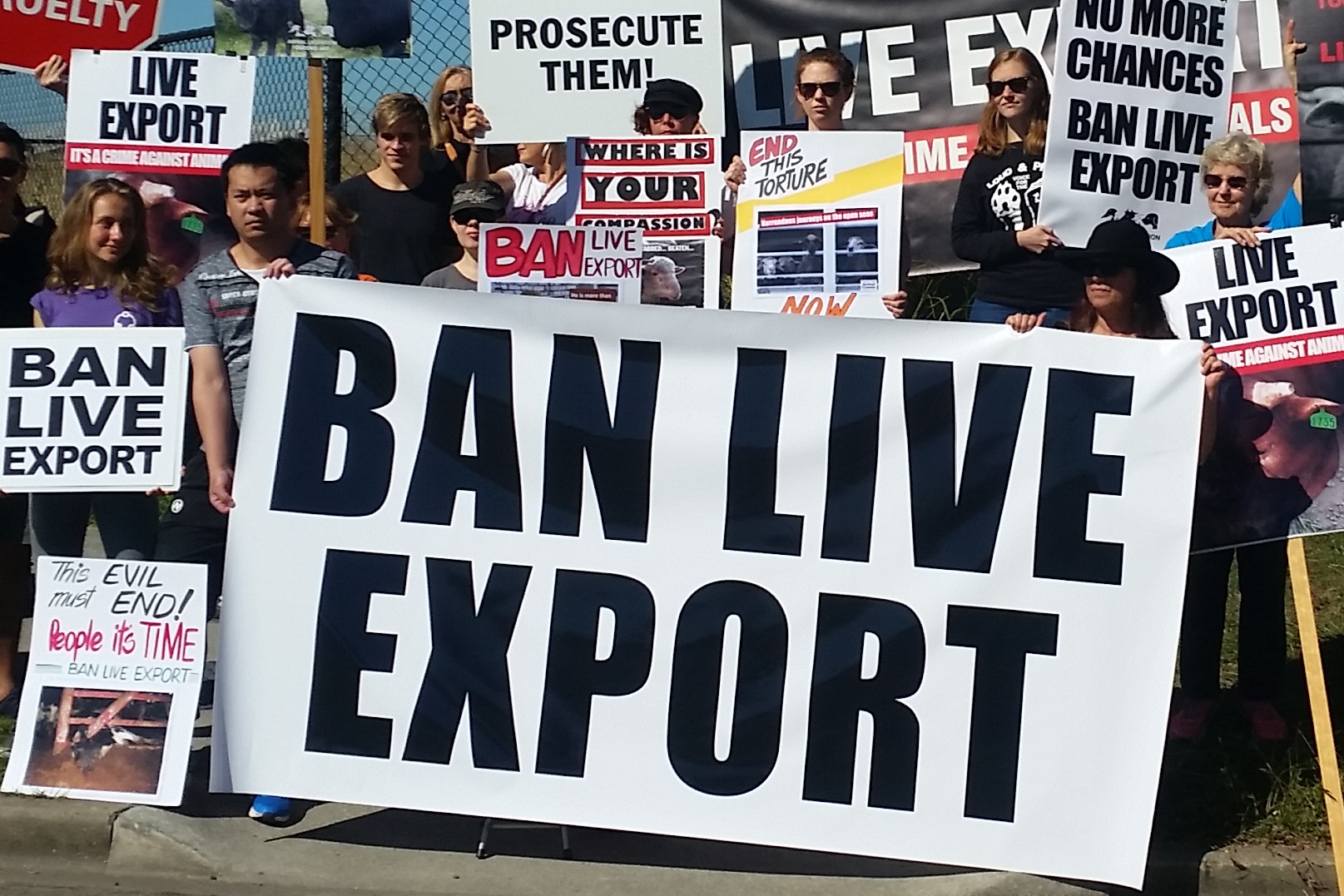 Vinyl banner - Ban live export